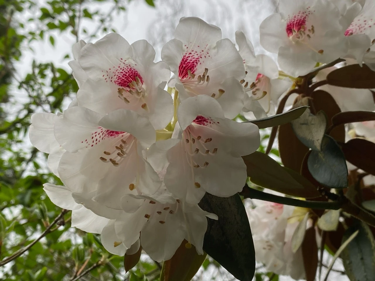 R. pachysanthum AGM